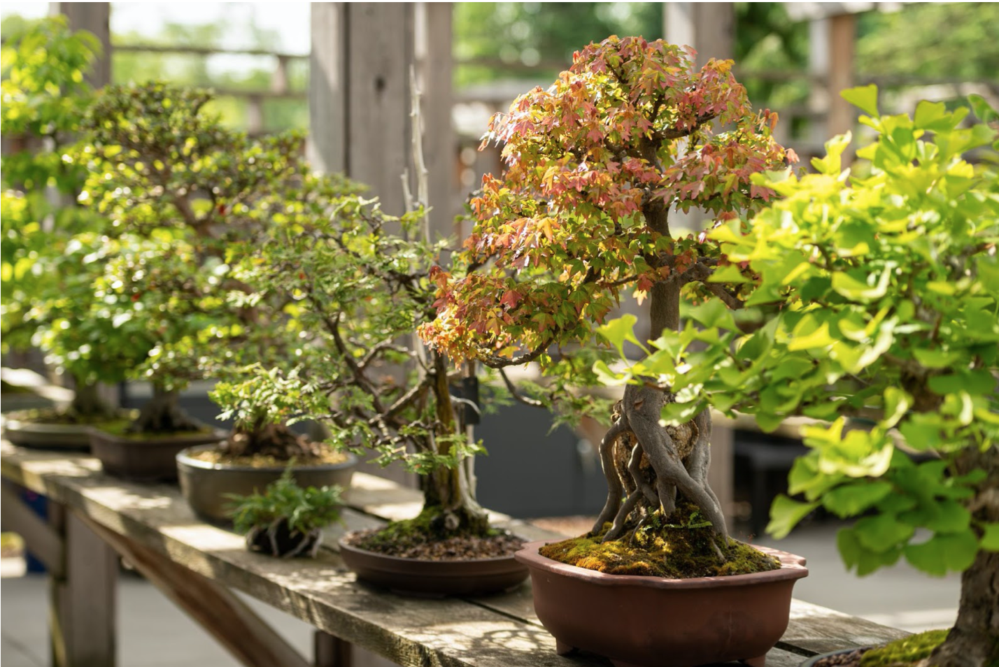 Bonsai Around the World: The Matthaei Botanical Gardens and
